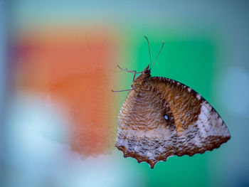 Close-up of butterfly