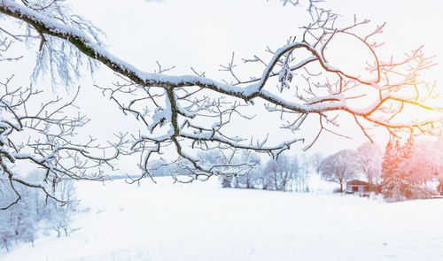 Bare tree on snow covered landscape