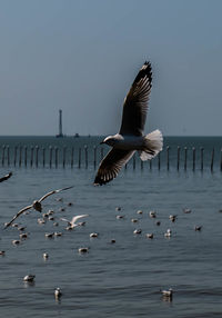 Seagull flying high on the wind. flying seagull. seagull flying on the beautiful blue sky and cloud