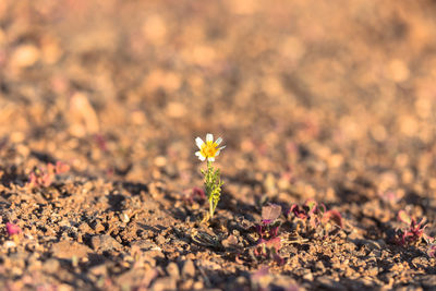 Close-up of flowering plant on land
