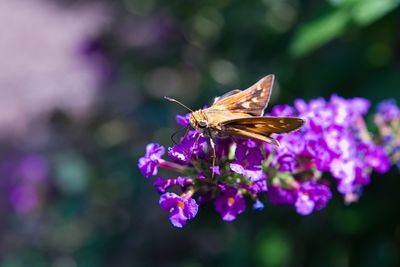 Close-up of butterfly on purple flower