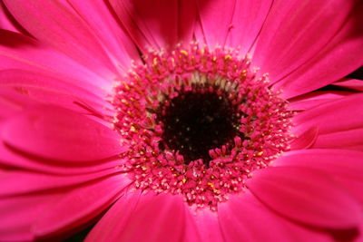 Full frame shot of pink flower blooming outdoors