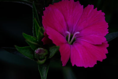 Close-up of pink flowers