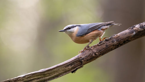 Close-up of bird perching on a branch