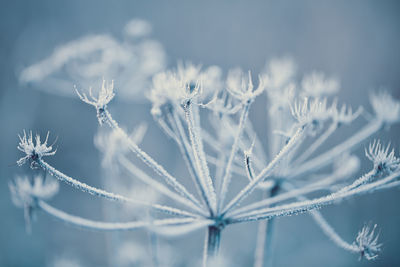 Close-up of frozen dandelion outdoors