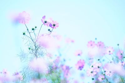 Close-up of pink cosmos flowers blooming against sky