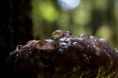 Close-up of water drop on leaf