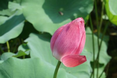 Close-up of pink lotus water lily