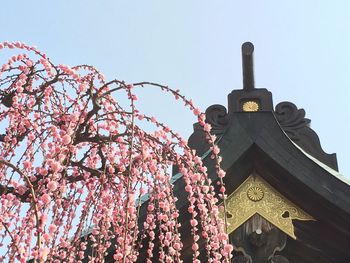 Low angle view of pink flowers on tree by shrine against sky