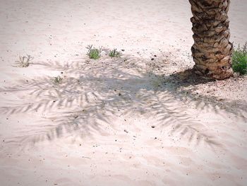 High angle view of footprints on wet sand at beach