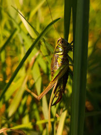 Close-up of insect on grass