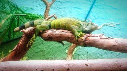 Close-up of lizard