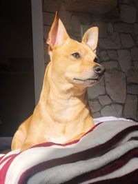 Close-up of a dog looking away