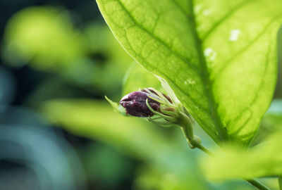 Jasmine buds