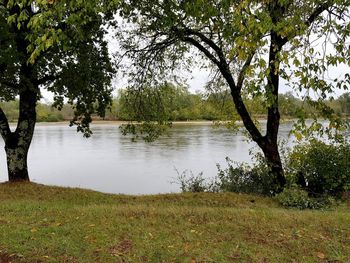 Scenic view of lake by trees in forest