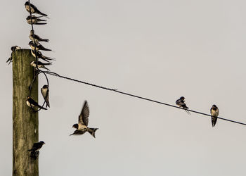 Low angle view of birds perching on cable