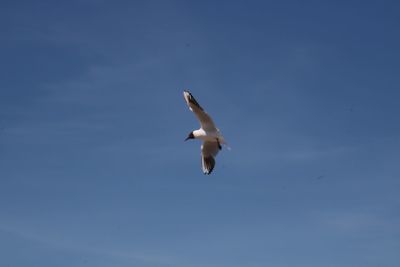 Low angle view of seagull flying