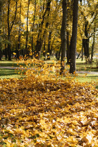 Autumn leaves in park