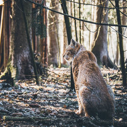 Lynx sitting in forest