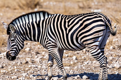 Zebra. Zebra in