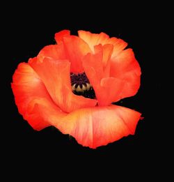 Close-up of red flower over black background