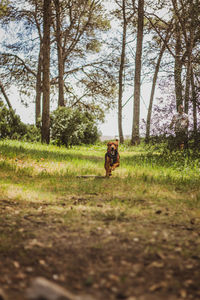 Rear view of woman walking on field