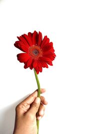 Close-up of hand holding red flower against white background