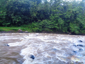 Scenic view of river flowing through forest