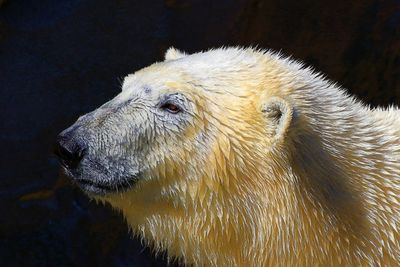 Close-up of polar bear