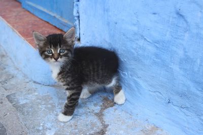 Portrait of kitten standing by wall