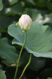 Close-up of flowers