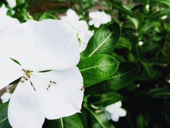 Close-up of white flower blooming outdoors