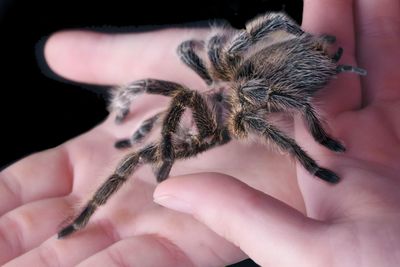 Tarantula in hands - isolated on black background.