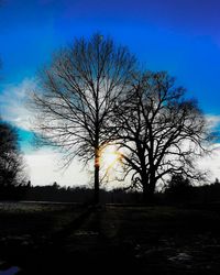 Bare trees on field at sunset