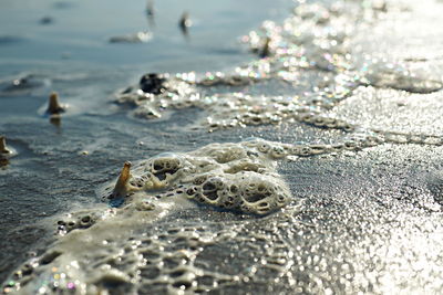 Close-up of crab on beach
