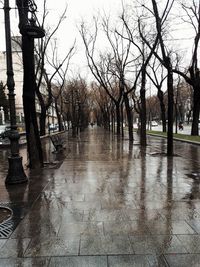 Bare trees in puddle during rainy season