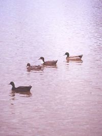 Ducks swimming in lake