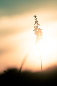 Close-up of silhouette plant against sky during sunset