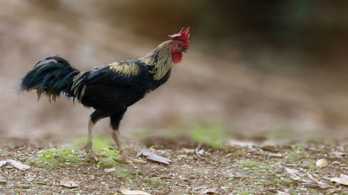 Chicken standing on field 