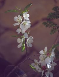 Close-up of white cherry blossoms in spring