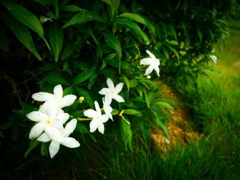 Close-up of white flowers blooming in field
