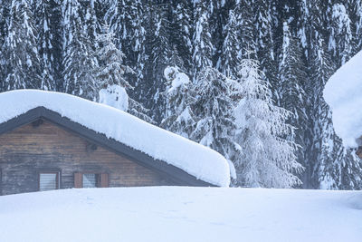 Snow covered land and trees in forest