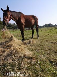 Horse on field