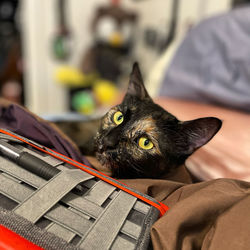 Portrait of black cat on bed