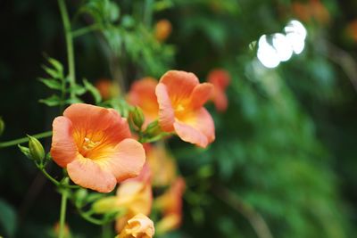 Close-up of orange flowering plant