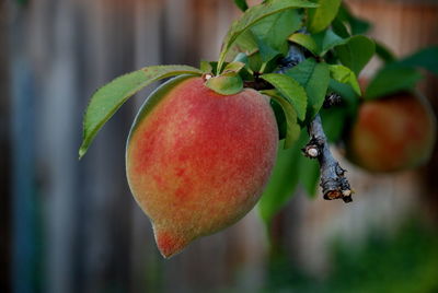 Close-up of cherries on tree