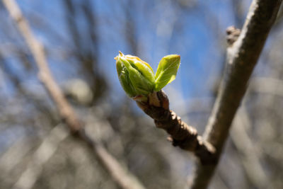 Close-up of plant growing outdoors