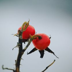 Close-up of red berries on branch against sky