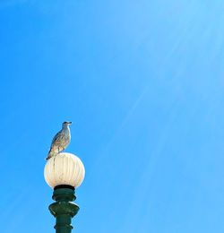 Low angle view of bird perching against clear blue sky