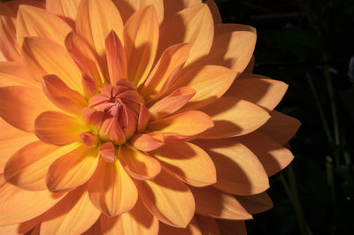 Close-up of orange flower